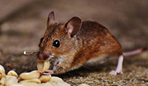 24 Hour & Emergency Exterminators in Cape Elizabeth, ME